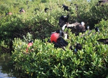 Barbuda-Frigate-Bird-Sanctuary3.jpg