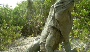 Anegada-Rock-Iguana-Head-Start-Facility2.jpg