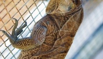 Anegada-Rock-Iguana-Head-Start-Facility3.jpg