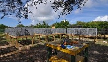 Anegada-Rock-Iguana-Head-Start-Facility.jpg