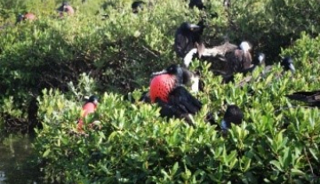 Barbuda-Frigate-Bird-Sanctuary3.jpg