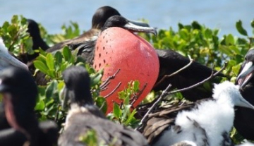 Barbuda-Frigate-Bird-Sanctuary.jpg