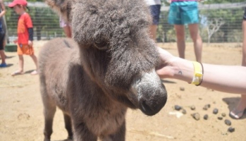Donkey-Sanc-tuary2.jpg