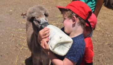 Donkey-Sanc-tuary3.jpg