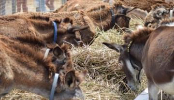 Donkey-Sanc-tuary.jpg