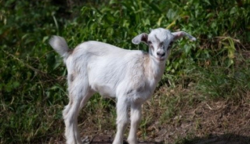 Goat-water2.jpg