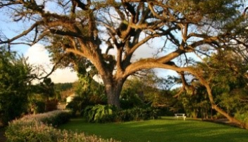 Romney-Manor-Gardens.jpg