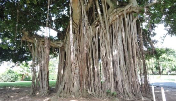 The-Botanical---Gardens.jpg