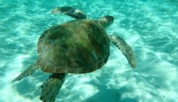Tobago-Cays-Marine-Park3.jpg